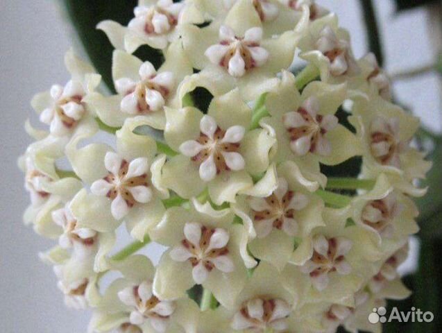 Хойя глобулоза