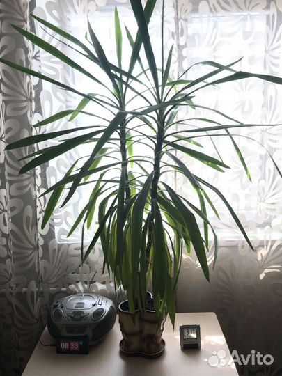 Юкка слоновая