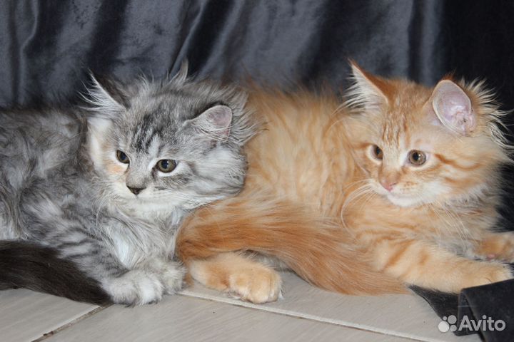 Котята пуховые