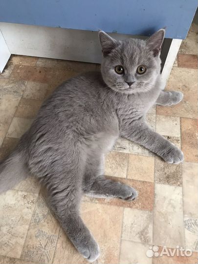 Британская кошка