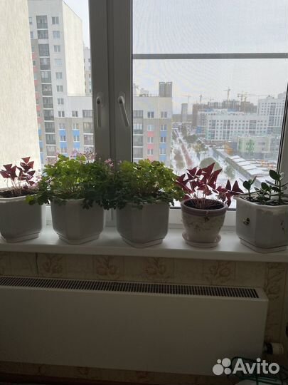 Бенджамина