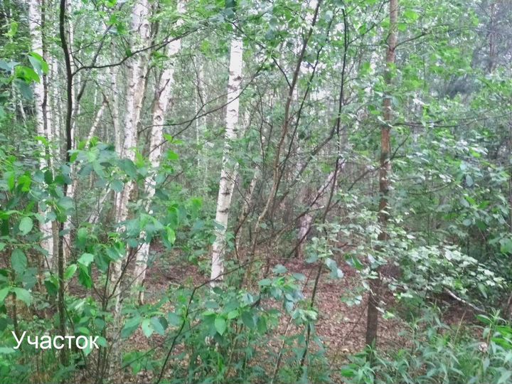 Участок 10 сот. (СНТ, ДНП)