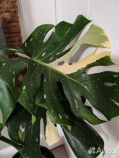 Монстера Тайское созвездие