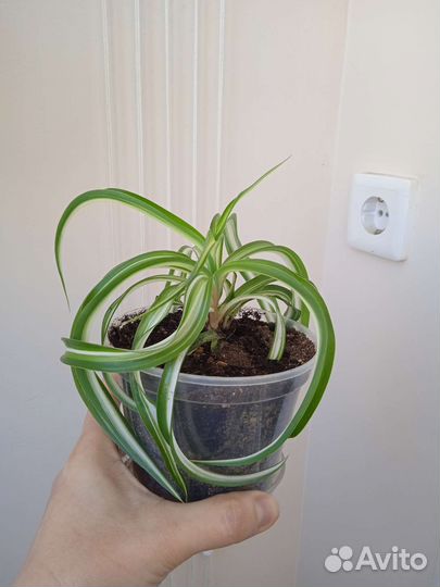 Хлорофитум бонни