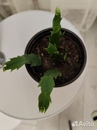 Декабрист белый