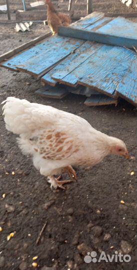 Петух кохинхин мрамарныи