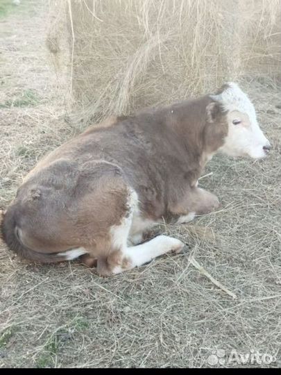 Тёлочка, бычок, тёлочки