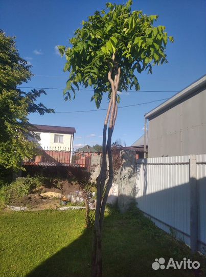 Маньчжурский орех