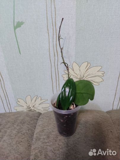 Хойя карноза