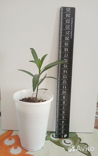 Олеандр розовый