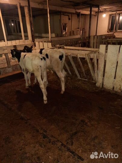 Телята бычки