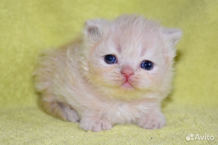 Британская