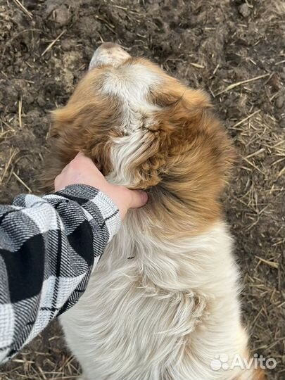 Московская сторожевая