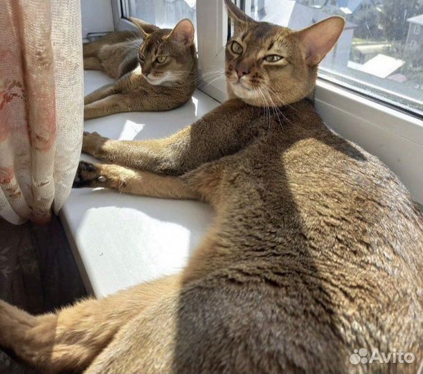 Абиссинские котята