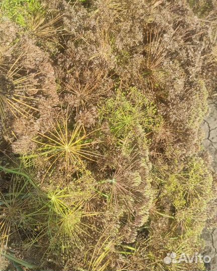 Пучки Укропа Зонтиком для раков