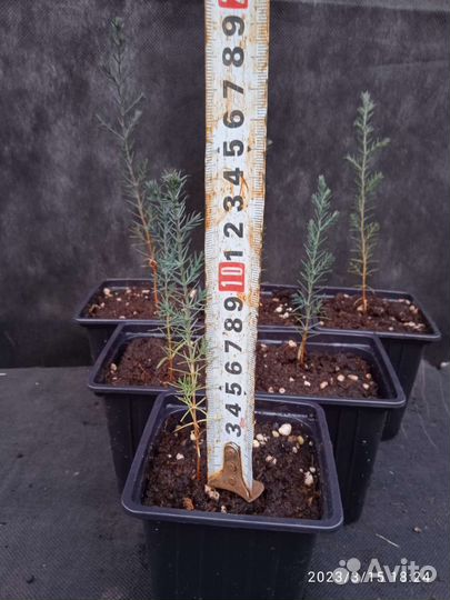 Кипарис пирамидальный вечнозелёный