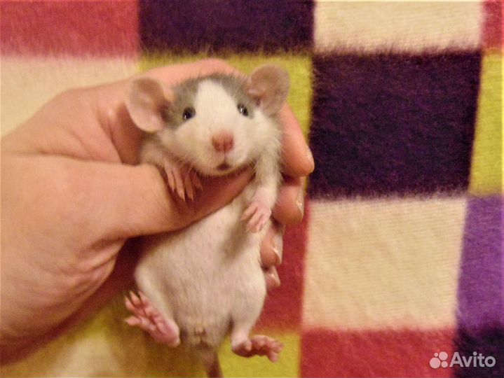 Крысы, крысята дамбо - питомник спб, клетки, гамак
