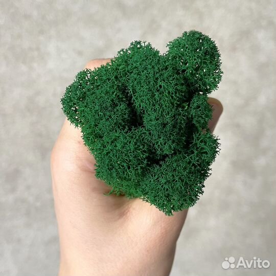 Стабилизированный мох, Лесной Зеленый