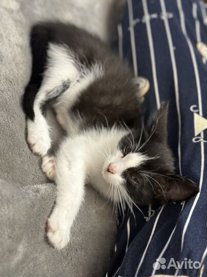 Котенок
