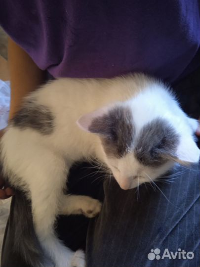 Бодрые котята в добрые руки