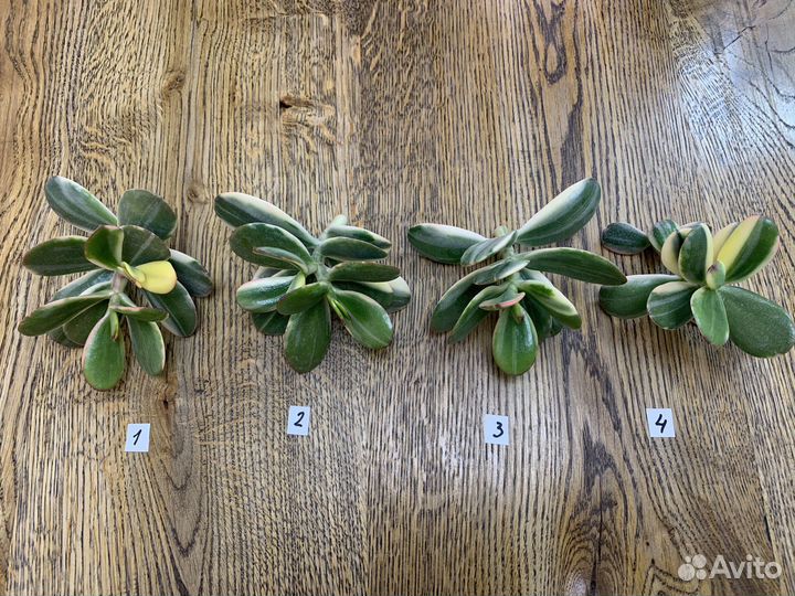 Крассула Альба Alba