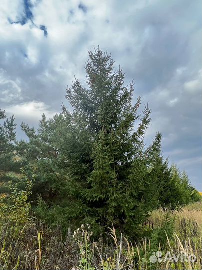 Крупномеры Туи, Ели, Сосны, Пихты