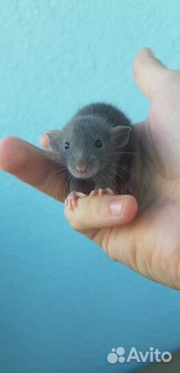 Крысята Стандарт с ушками Дамбо с клеткой