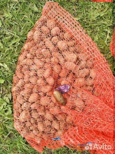 Картофель сортовой семенной