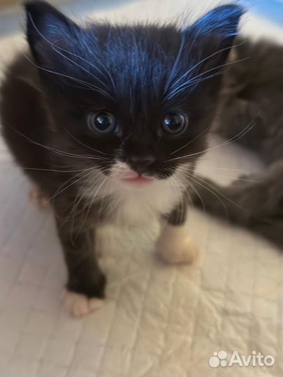 Кошка в дар бесплатно