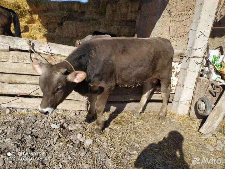 Телята на доращивание с доставкой