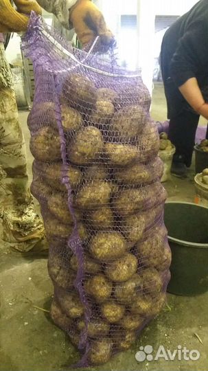 Продажа картофеля оптовая