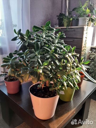 Толстянка (Денежное дерево)