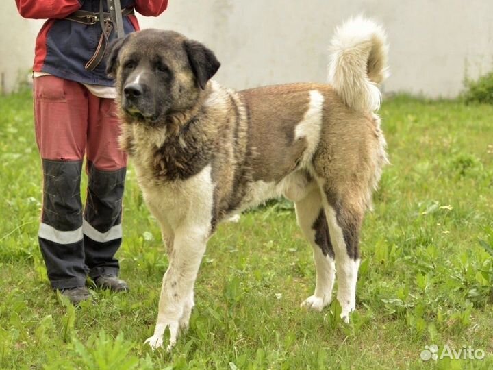 Акита выживает в приюте