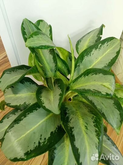 Аглаонема Уши Слона
