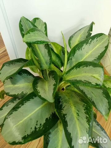 Аглаонема Уши Слона