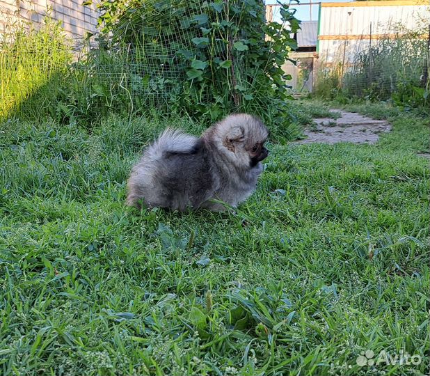 Щенки Шпица