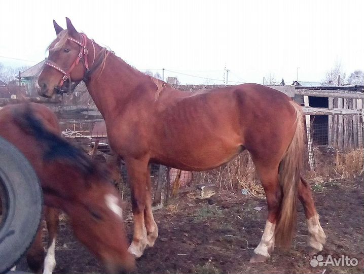 Орловские кобылы и жеребчик