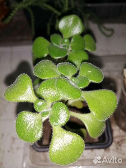 Комнатные растения и цветы