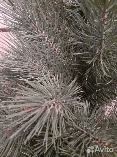 Сосна литая 1,5 м