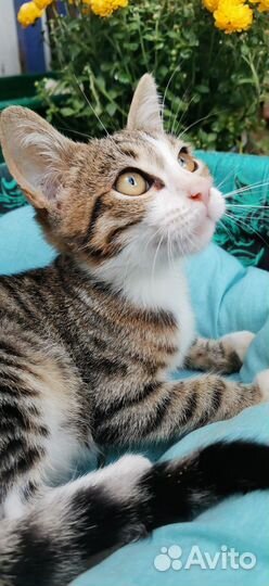 Очень ласковый котенок мальчик