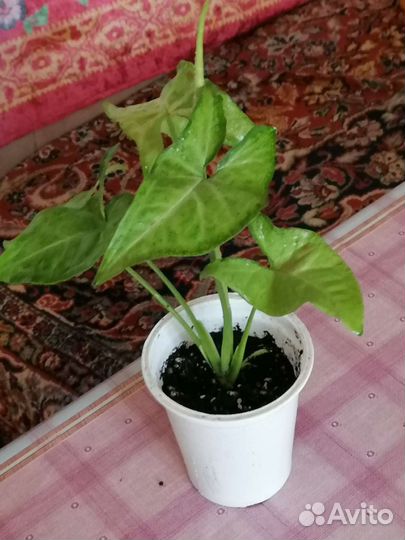 Сингониум Конфетти