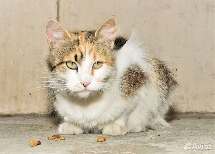 Шикарная кошка в дар