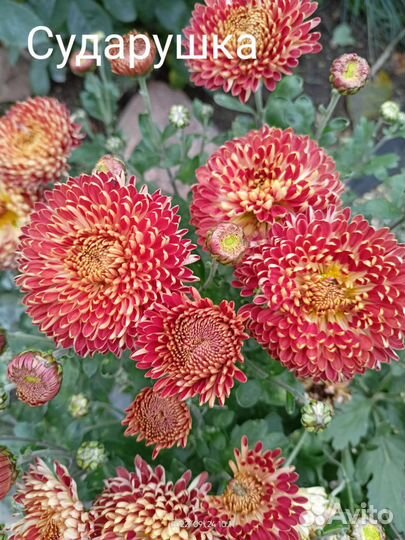 Хризантема корейская