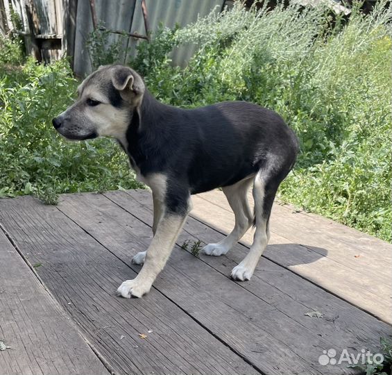 Спасем лучших собак