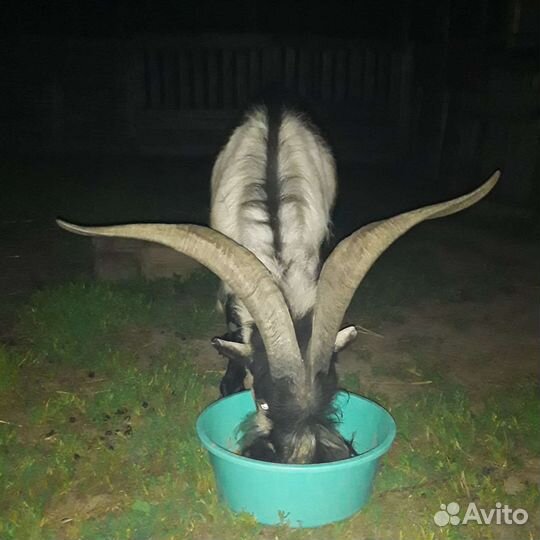 Козы и козел на вязку
