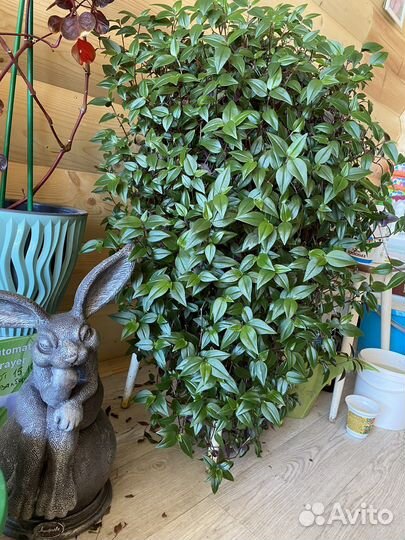 Традесканция