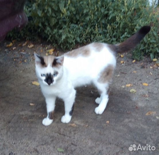 Котик в добрые руки, в дар