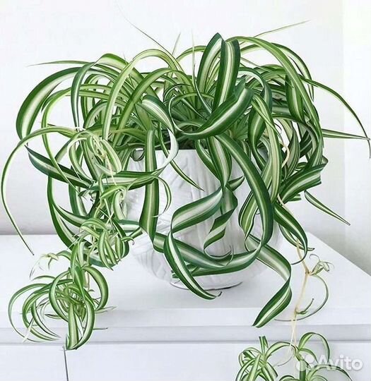 Хлорофитум Курчавый Бонни