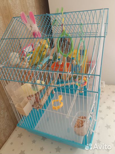 Волнистый попугай