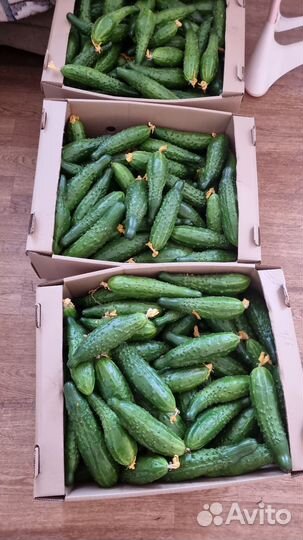 Огурцы нестандарт